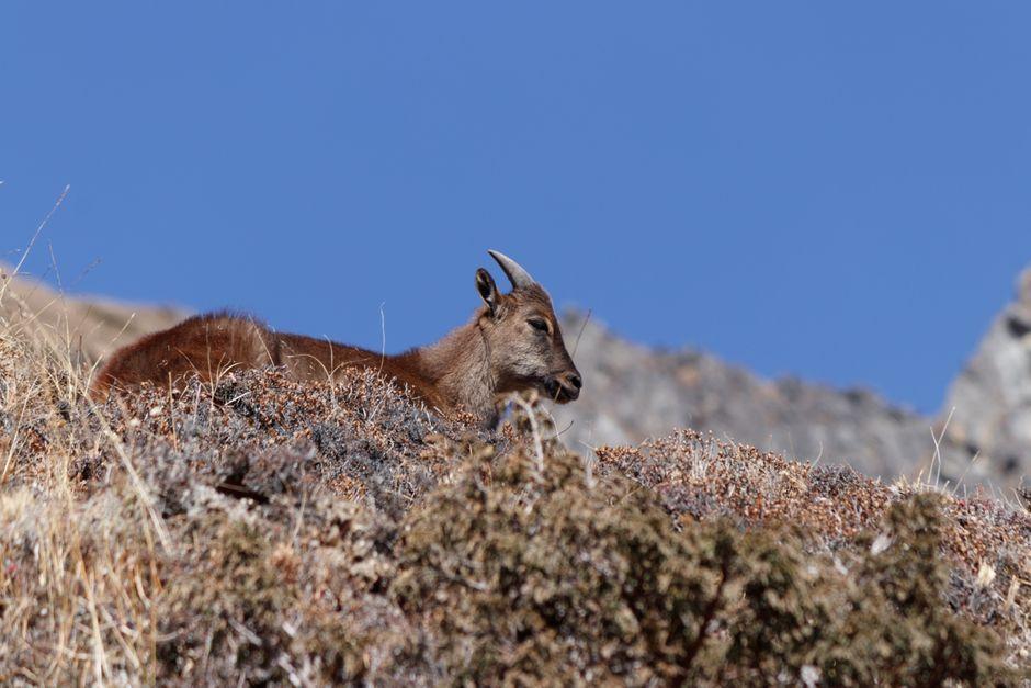 Dhorpatan Hunting Reserve, Nepal - Travel Guide and Tourism Information