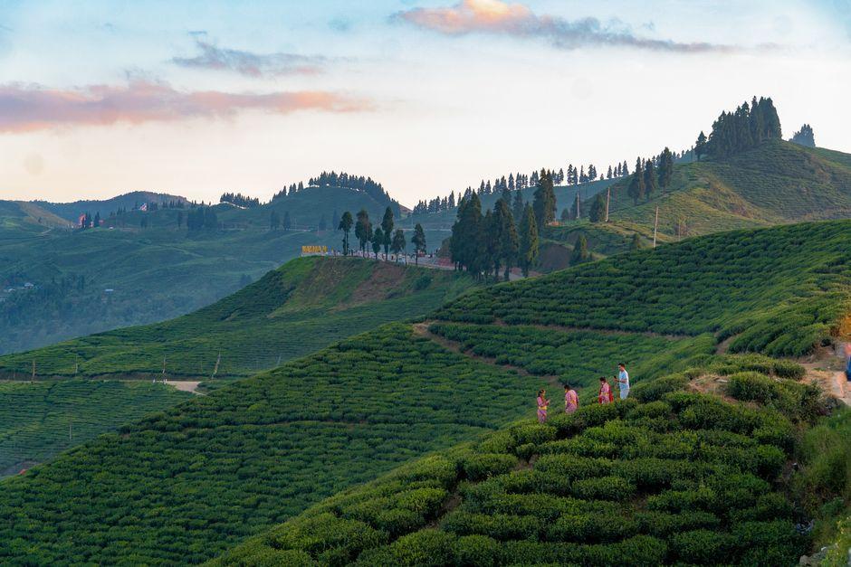 Ilam, Nepal - Travel Guide and Tourism Information