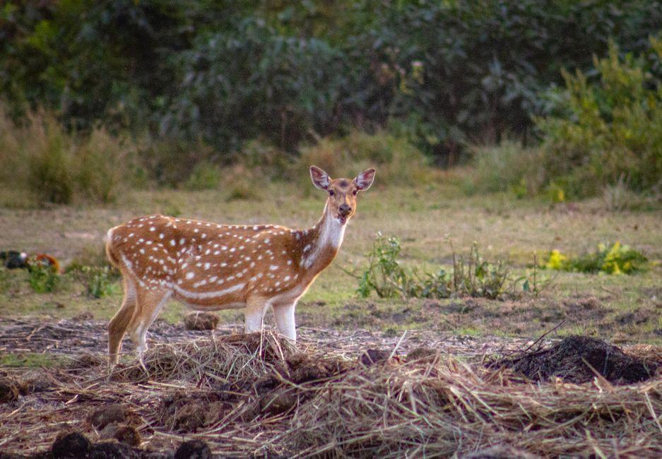 Bardia National Park, Nepal - Travel Guide and Tourism Information