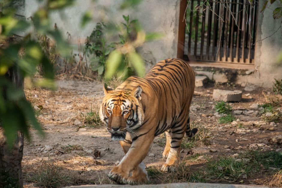 Discovering Nepal’s Tiger Conservation Success: Where to See Tigers in the Wild